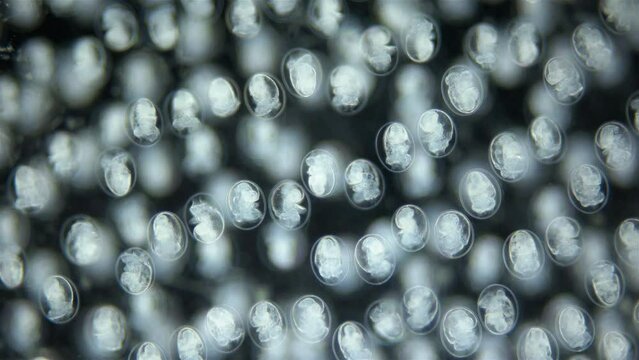Larvae veliger Mollusca in a clutch of eggs under microscope, class Gastropoda. White sea