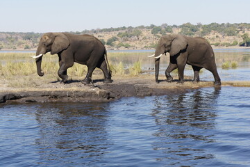 Fototapeta na wymiar チョベ国立公園 象