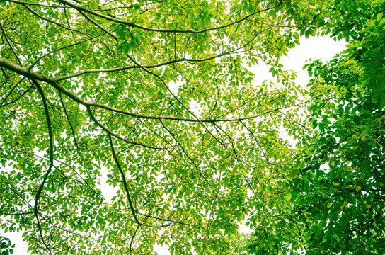 In cities in southern China, camphor tree is a common greening tree species. The leaves have a faint aromatic taste.