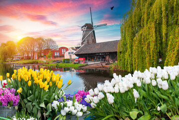 Amsterdam Netherlands, city skyline at canal waterfront with spring tulip flower. High quality photo - 645592067
