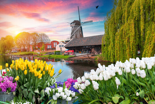 Amsterdam Netherlands, city skyline at canal waterfront with spring tulip flower. High quality photo