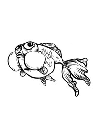Goldfish is swimming, vintage line drawing or engraving illustration 
