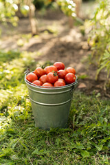 Freshly harvested cherry tomatoes in a bucket. Harvesting tomatoes.