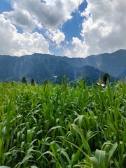 field of corn in mountain