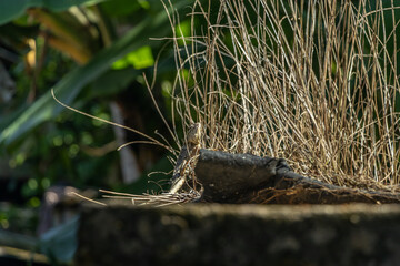 Lizard in nature