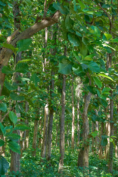 Sunlight plays on tall sal trees in a dense forest