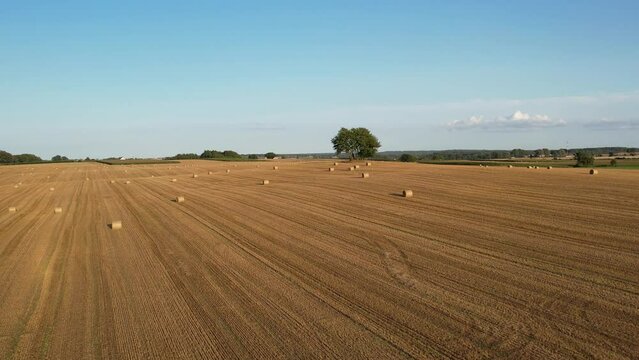 Agriculture field with hay bales, aerial view. Endless farm land with haystacks. Rural landscape with golden wheat straw bales.