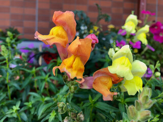 Orange and yellow common snapdragon