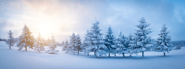 Panoramic shot of a row of trees in winter mountains. Sunrise behind the snow covered forest. - 645602409