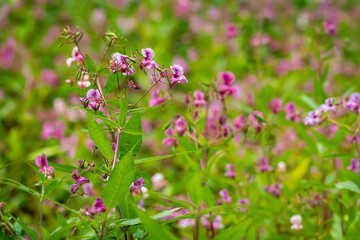 Impatiens glandulifera, also called, Himalayan balsam, one of the invasive species of plants - obrazy, fototapety, plakaty