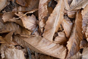 Above background view of autumn leaves and chestnuts. Natural food. Concept of winter and months like october, dicember and november. Nature and environment.
