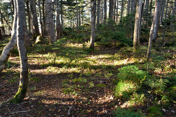 Climbing  Mount Taishaku and Tashiro, Fukushima, Japan