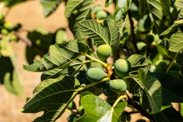 Fototapeta premium figs on the branch of the fig tree still unripe, in the summer in the province of Salamanca, Spain