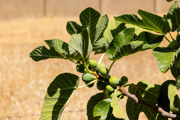 figs on the branch of the fig tree still unripe, in the summer in the province of Salamanca, Spain