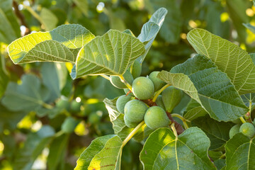 Fototapeta premium figs on the branch of the fig tree still unripe, in the summer in the province of Salamanca, Spain
