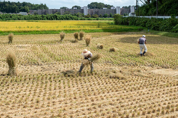 ご夫婦で稲の取入れ、日本の秋の原風景の一つです。