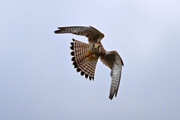 Common kestrel // Turmfalke (Falco tinnunculus)