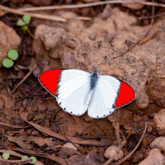Burkina butterfly