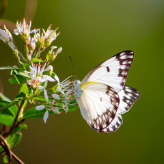 Burkina butterfly