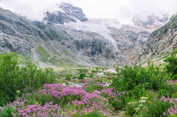 Fototapeta premium Melting of glaciers in the highlands. Global warming. Climate change. Meltwater flows down from the glacier. Clouds hanging over the peaks of the mountains. Flowers and ice in the mountains.