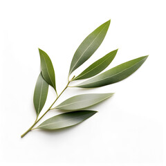 Obraz premium olive leaf on white background