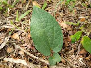 trees in the garden grow well in the rainy season