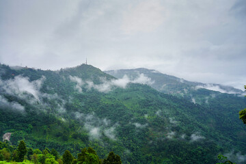 Obraz premium tea garden estate with fog clouds rolling over the hills in Darjeeling showing the famous tea producing tourist attraction in India