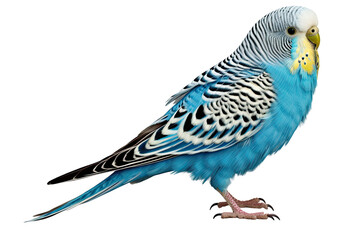 Budgerigar bird cut out transparent isolated on white background ,PNG file ,artwork graphic design ,Generative AI