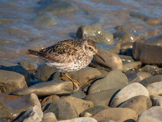 Purple sandpiper (Calidris maritima), Longyearbyen, Spitsbergen, Svalabard, Norway