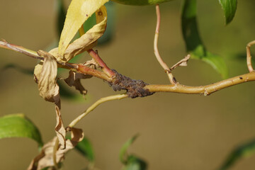Closeup of the aphids Pterocomma rufipes. Tribe Macrosiphini, subfamily Aphidinae, family Aphids (Aphididae). On Corkscrew willow (Salix matsudana 'tortuosa'). June, Netherlands.