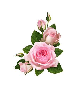 Pink rose flowers in a corner floral arrangement isolated on white or transparent background