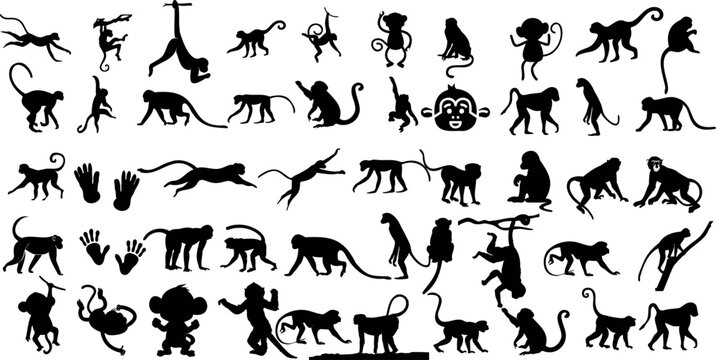  A set of monkey silhouettes on a white background. Perfect for designs about animals, nature, wildlife, primates, monkeys, apes, jungle, rainforest, conservation, and education