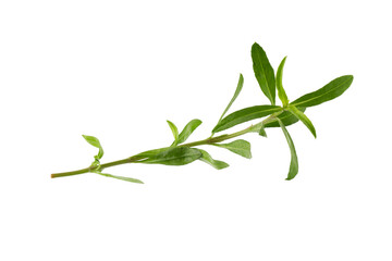 Fresh tarragon herbs, Tarragon herbs close up isolated on a transparent background