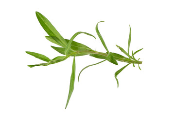 Fresh tarragon herbs, Tarragon herbs close up isolated on a transparent background