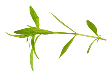 Fresh tarragon herbs, Tarragon herbs close up isolated on a transparent background