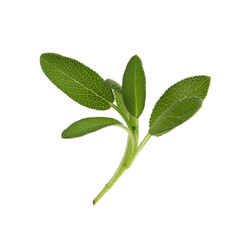 Obraz premium Sage plant isolated on a transparent background