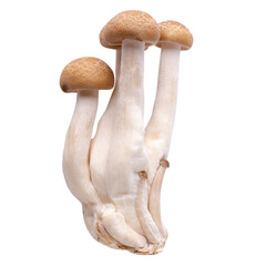 shimeji mushrooms brown varieties isolated on a transparent background