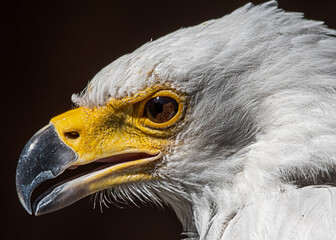 portrait of a bald eagle