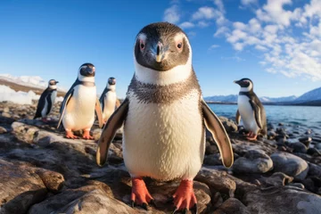 Crédence de cuisine en verre imprimé Antarctique Two penguin standing on shore