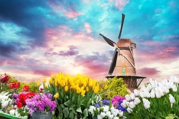 Abwaschbare Fototapete Hell-pink traditional Netherlands Holland dutch scenery with one typical windmill and tulips, Netherlands countryside. High quality photo