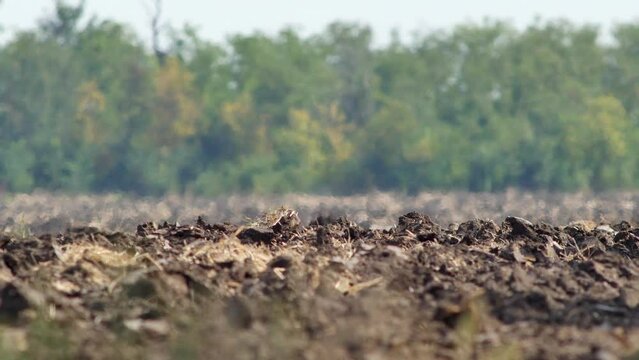 Mirage, heat haze or shimmer above plowed farmland in hot weather. This optical illusion occurs on scorching hot days when sun rays heat ground. Global warming and climate change concept video