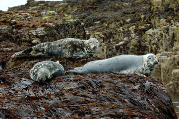 Phoque gris, Halichoerus grypus