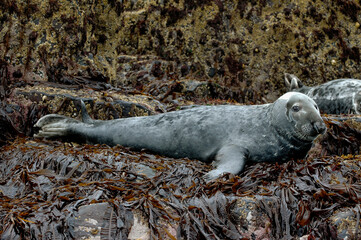 Phoque gris, Halichoerus grypus © JAG IMAGES