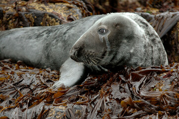 Phoque gris, Halichoerus grypus