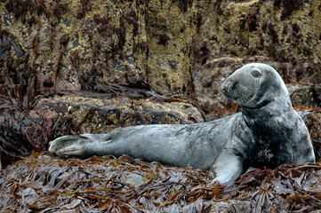 Phoque gris, Halichoerus grypus