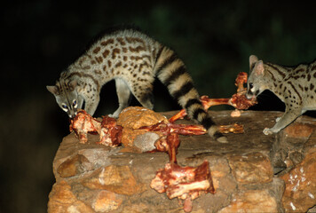 Genette commune; Genette d'Europe, Genetta genetta