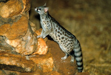 Genette commune; Genette d'Europe, Genetta genetta