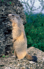 Marmotte des alpes,  Marmota marmota