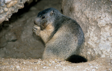 Marmotte des alpes,  Marmota marmota