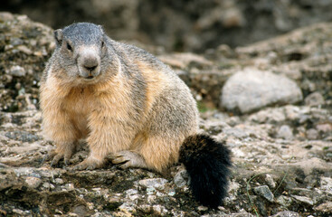 Marmotte des alpes,  Marmota marmota